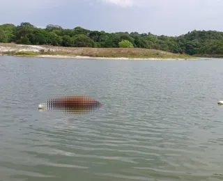 Cavalo é encontrado morto na Lagoa do Abaeté