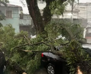 Chuvas derrubam 182 árvores e 27 postes no estado de São Paulo