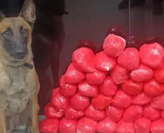 Com apoio de cão policial, cocaína é apreendida em Jequié