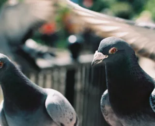 Detido por 8 meses, "pombo-espião" chinês é solto; entenda o caso