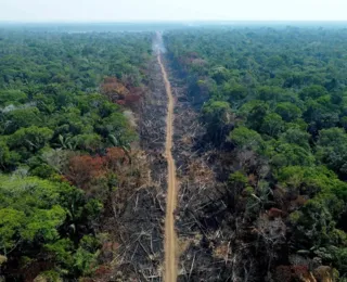 Devastação pode levar Amazônia a ponto de não retorno até 2050