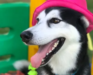 Doguinhos também podem curtir o lado lúdico do Carnaval