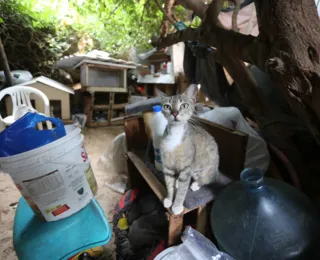 Entenda plano para retirada de gatos de colônia em Piatã
