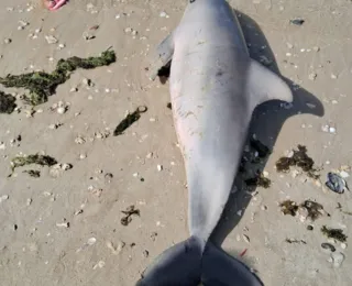 Golfinho é encontrado morto em praia do Subúrbio de Salvador