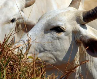 ICMS sobre comércio de bovino e bubalinos pode ser isento