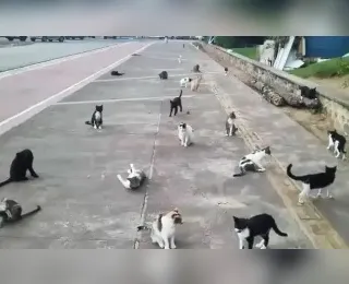 MP aciona Salvador para que leve os gatos de rua para unidade adequada