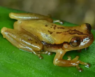 Nova espécie de perereca é descoberta no sul da Bahia