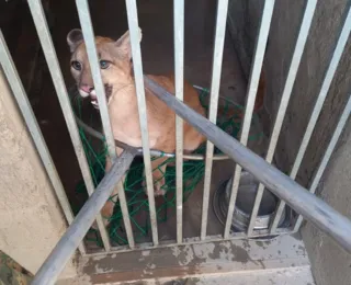 Onça parda mantida em casa para cachorros é resgatada na Bahia
