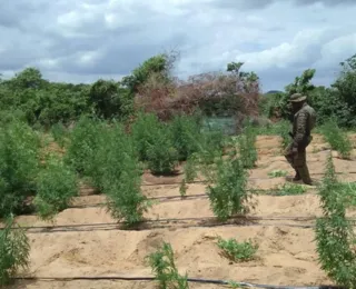 PF localiza cerca de 35 mil pés de maconha no norte da Bahia