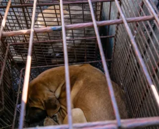 Parlamento coreano aprova proibição de consumo de carne de cachorro