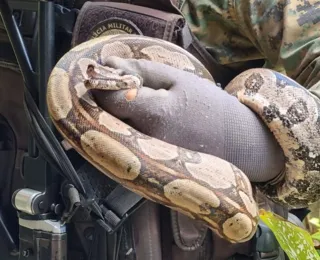 Polícia Militar resgata jiboia dentro de condomínio em Patamares