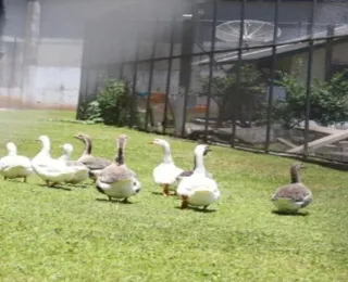 Prisão em Florianópolis inova ao usar gansos no lugar de cães; entenda