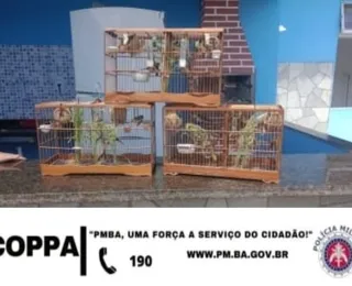 Quarteto é preso por manter aves silvestres em cativeiro ilegal