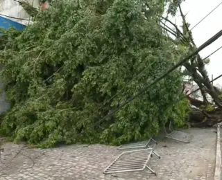 Queda de árvore na Ribeira segue causando transtorno aos moradores