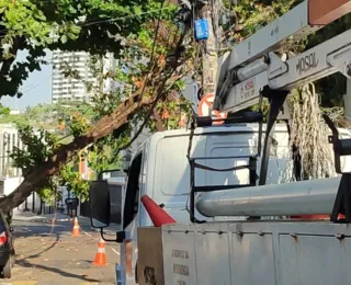 Rua no Rio Vermelho é interditada após queda de árvore