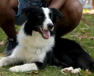 Saiba quais cuidados tomar com o seu pet no verão