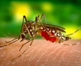 Sesab confirma duas mortes por dengue na Bahia