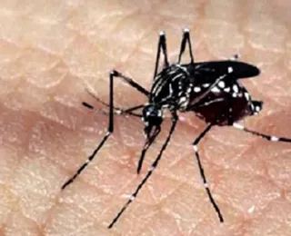 Sobe para 4 o número de mortos por dengue este ano em SP