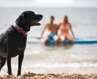 Verão 2024: Como cuidar dos pets durante os dias quentes?