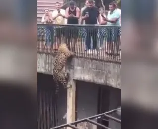 Vídeo: onça escala parede em Zoológico de frente para visitantes