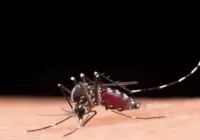 Casos de dengue em 2024 passam de 6,4 milhões; mortes somam 5,9 mil