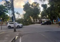 Árvore de grande porte cai e derruba poste no Largo do Campo Grande