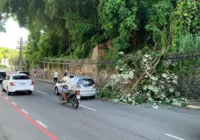 Árvores caem em avenidas de Salvador após temporal na madrugada; veja