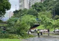 Árvores caídas, buracos na pista; Salvador tem manhã de caos