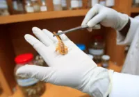 Ataque de escorpião: Bahia já soma quase 5 mil casos em 2024