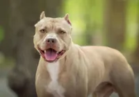 Ataques de Pitbull levantam debates sobre proibição da raça no Brasil