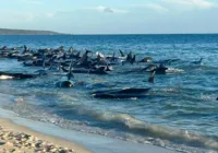 Austrália: 160 baleias-piloto encalham em praia e 30 morrem