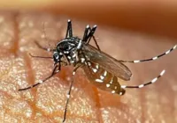 Bahia chega a marca de 47 óbitos por dengue