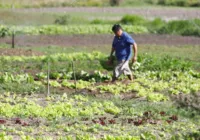 Bahia é o estado mais beneficiado pelo Programa Garantia-Safra