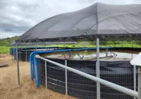 Bahia fortalece produção de peixe com novas agroindústrias
