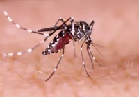 Bahia registra 269 municípios em epidemia de dengue