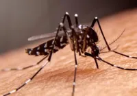 Bahia registra 63 mortes por dengue