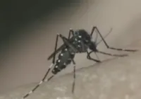 Bahia registra 9ª morte causada pela dengue em 2024
