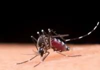 Bahia tem 30 mortes por dengue, diz Sesab