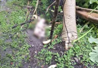 Bebê recém-nascido é abandonado em área de vegetação na Bahia