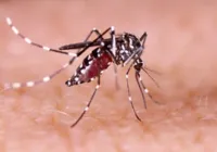 Brasil atinge recorde de mortes por dengue neste ano