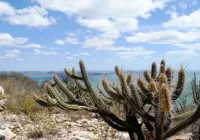 Brasil já perdeu 34 milhões dos 82,6 milhões de hectares da Caatinga