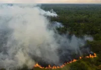 Brasil registra recorde de incêndios florestais entre janeiro e abril
