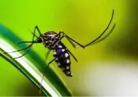 Brasil ultrapassa marca de 2 mil mortes por dengue em 2024