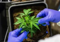 CCJ aprova PEC que criminaliza posse de qualquer quantidade de droga