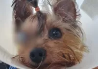 Cachorro fica cego após banho e tosa em pet shop; polícia investiga