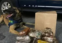 Cães farejadores encontram crack, cocaína e maconha em ônibus na Bahia