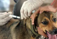 Cajazeiras recebe mutirão de vacina V10 gratuita para cães