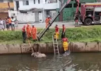 Cavalo é resgatado após cair e ficar atolado em canal