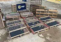 Cerca de 190 aves silvestres são resgatadas na BR 116, em Poções