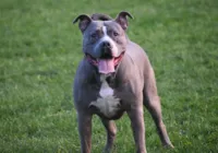 Conheça a lei sobre posse responsável de Pitbulls e suas multas